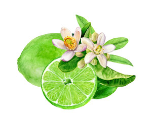 Wall Mural - Lime whole and slice with flowers watercolor illustration isolated on white background