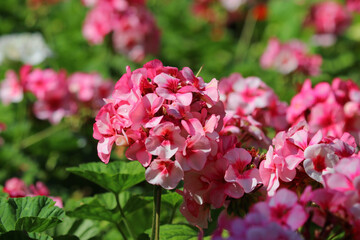 Wall Mural - pink plumbago auriculata flower in the garden
