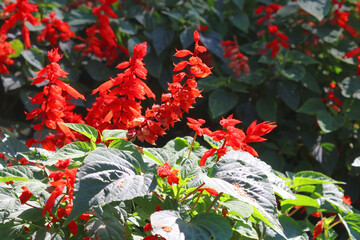Wall Mural - red salvia flower in the garden