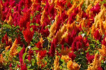 Wall Mural - colorful celosia flower in the garden