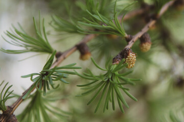 needle branches of larch tree 2