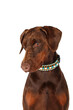 doberman dog isolated on white 