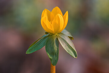 fresh spring flowers at the beginning of the year