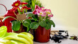Home floriculture and gardening hobbies. Spring Awakening
