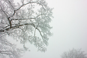 Snow-covered tree in the winter forest.