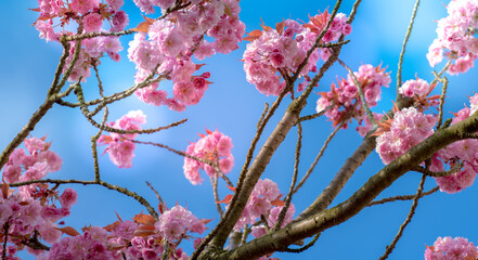 Sticker - Sakura flowers on spring tree