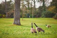 Couple Of Canada Geese On The Grass In Park Bagatelle, Paris, France