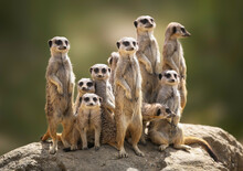 Meerkat Family Standing On A Rock On Lookout