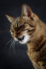 Snarling Or Growling Angry Tabby Cat Shows Dangerous Teeth. Selective Focus