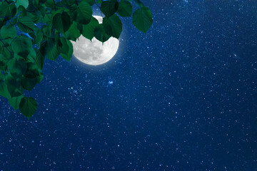 Wall Mural - green branch and night sky