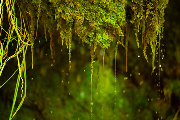 Green moss wall in Iceland with dripping water droplets. Beautiful tropical background at the waterfall. Moss texture with blurred background.