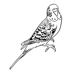 Vector sketch illustration of a cute budgie.