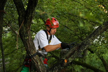 MINSK, BELARUS - 9 AUGUST, 2020: an arborist cuts a tree with a chainsaw in a residential area