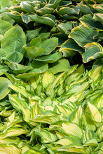 Hosta Also Known As Plantain Lily A Spring And Summer Flowering Perennial Herbaceous Flower Plant