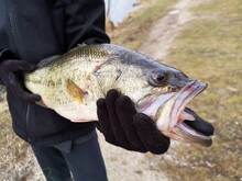 Ouverture De La Saison De Pêche - Black Bass