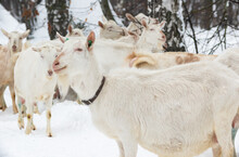 White Milking Goats With A Collar Graze In A Pen In The Winter In The Forest