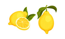 Whole And Halved Lemon Citrus Fruit With Juicy Flesh And Green Leaves Vector Set