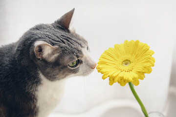 adult cat smelling yellow gerbera on light background. gray cat sniffing flower. cozy morning at hom