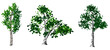 © George_Co - Set of birch trees isolated on white background. Vector illustration.
