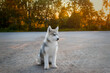 A small grey white female siberian husky puppy sits outside in the evening at sunset
Beautiful funny confused skittish puppy walks in the evening