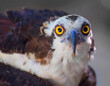 Close up of an Osprey with big yellow eyes