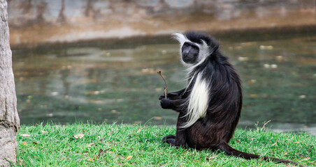 Poster - Black and White Colobus Monkey 