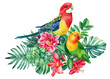 Poster parrots and tropical flowers on isolated white background, beautiful bird watercolor painting, illustration