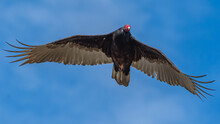 Turkey Vulture Flying With A Blue Sky