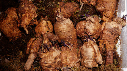 Wall Mural - Various grain herbal medicinal herbs in the traditional market