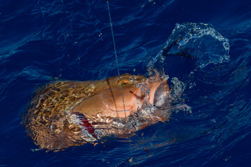 Fish on a hook, red grouper