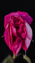 A Rosebud Mimicking A Female Vulva. Flower Vagina With Lubrication On A Black Background. Close-up. Women's Sexuality, Lifestyle.