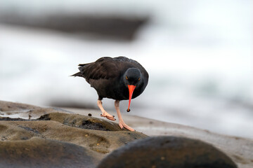 Wall Mural - Oystercatcher, La Jolla, California