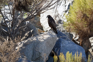 Wall Mural - Red-tailed Hawk