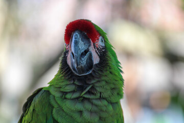 Wall Mural - Portrait of a macaw bird / parrot 