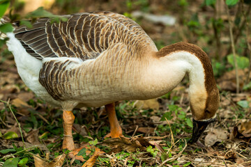 The white and grey Anserinae are a subfamily in the waterfowl family