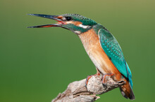 Bird Common Kingfisher Alcedo Atthis Sits On A Stick With Its Beak Open