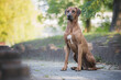 Portrait of a beautiful rhodesian ridgeback dog.