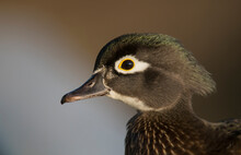 Wood Duck Female, Close-up Of Head.