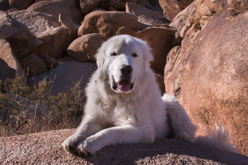 Sticker - Great Pyrenees on granite boulders.