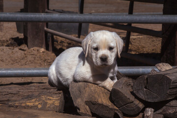 Sticker - Labrador retriever puppy.