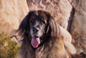 Canvas Print - Leonberger on granite boulders.