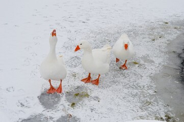 Wall Mural - white geese on a lake in winter in the snow