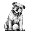 Bulldog with the ball. Black-and-white, graphic portrait of an English bulldog in a sketch style. Digital vector graphics.
