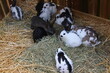 Kleine Kaninchen in einem mit Heu und Stroh bedeckten Stall