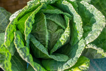 Poster - Cabbage, USA