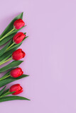 Fototapeta Tulipany - Tender pink tulips on pastel violet background. Greeting card for Women's day.