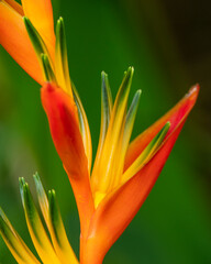 Wall Mural - Fiji, Vanua Levu. Close-up of Bird Of Paradise plant.