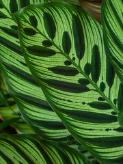 Wall Mural - Fiji, Vanua Levu. Back-lit green leaves showing veins.