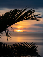 Canvas Print - Fiji, Vanua Levu. Palm fronds silhouetted in sunset over the ocean.