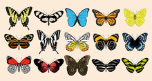 Set Of Colored Butterflies - Vector Illustration Design